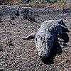 Desolação e animais mortos pelo fogo: a tragédia volta ao Pantanal
